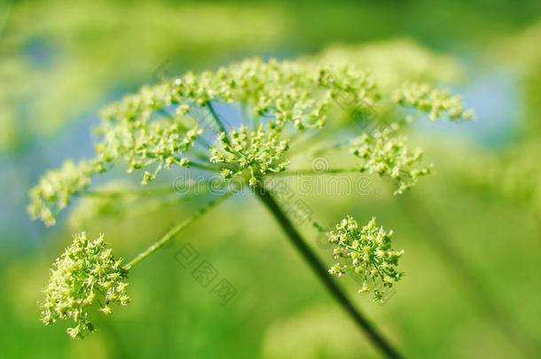 当归计划,伞形科花