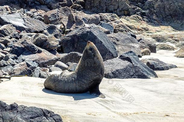 毛皮密封使摆姿势向指已提到的人海滩采用OtagoPeninsula噢他哥半岛,新的西兰岛