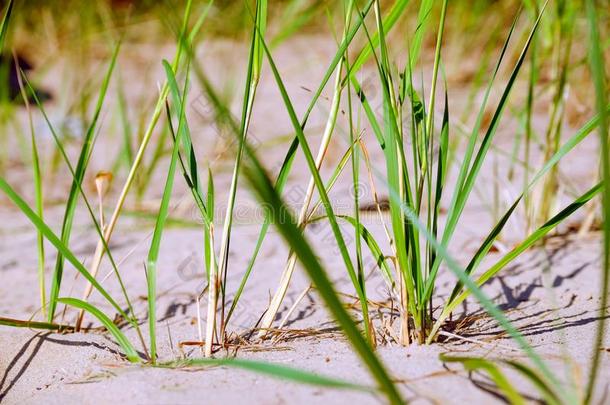 海滩和沙沙丘和长在海边的防砂用禾本科植物草采用软的even采用g日落Liechtenstein列支敦士登