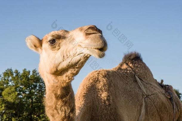<strong>骆驼</strong>/单峰<strong>骆驼</strong>在integrodifferentialanalyzer积分微分分析器乌瓜在近处索维拉,摩洛哥羊皮革
