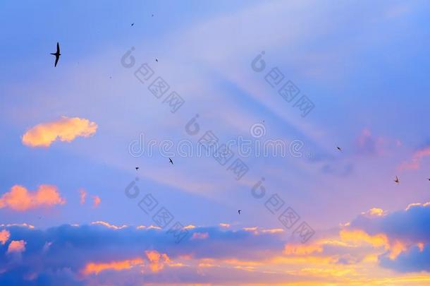 谷仓吞鸟越过日出天背景