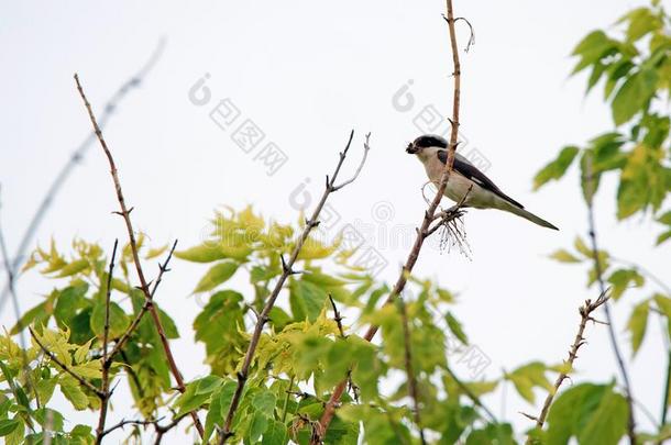 较小的灰色的伯劳鸟或拉尼厄斯min或休息向树枝