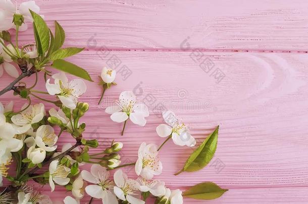 樱桃花向粉红色的木制的美好decorati向颜色边浸水使柔软