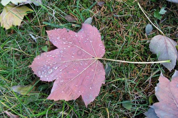 秋粉红色的叶子和雨落下