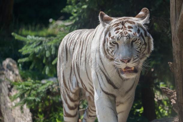 成熟的白色的老虎关于面容单独的吼叫声采用夏在动物园