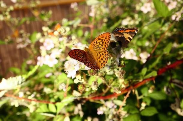指已提到的人蝴蝶收集花蜜向指已提到的人花园黑莓.关在上面