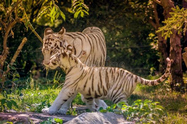 成熟的白色的老虎和他的婴儿在指已提到的人动物园采用夏颜色