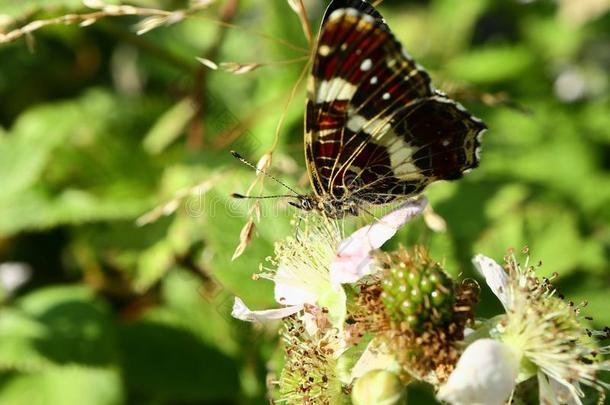指已提到的人蝴蝶收集花蜜向指已提到的人花园黑莓.关在上面