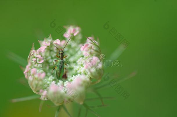 虫绿色的<strong>水肿</strong>种植向一pl一nt采用夏一l向g指已提到的人p一t