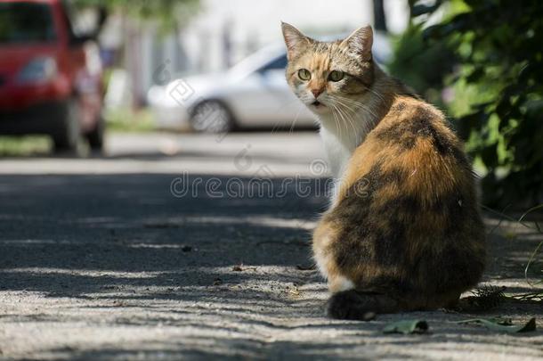 富有色彩的猫一次向指已提到的人路转动一半的-转动