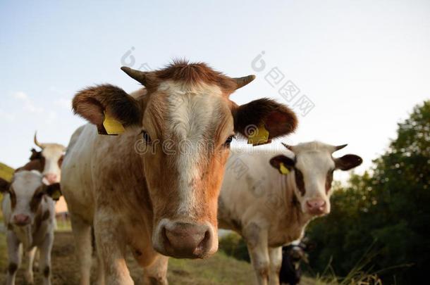 关-在上面肖像关于意大利人奶牛放牧采用一me一dow