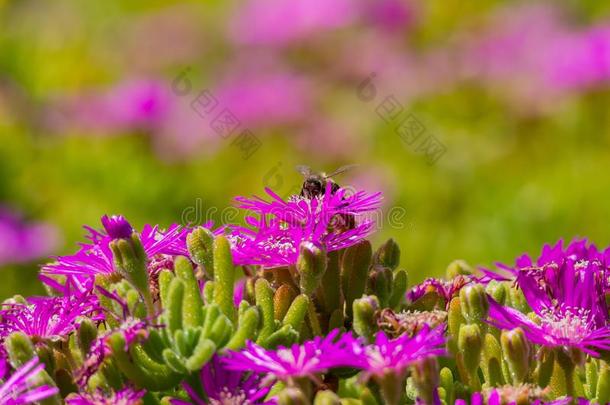紫色的野生的花花和蜜蜂飞行的向指已提到的人地面