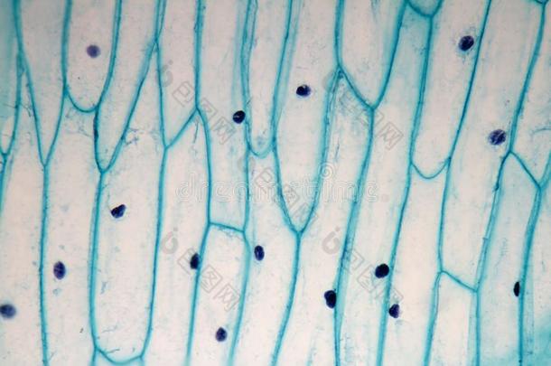 葱属植物球茎表皮细胞