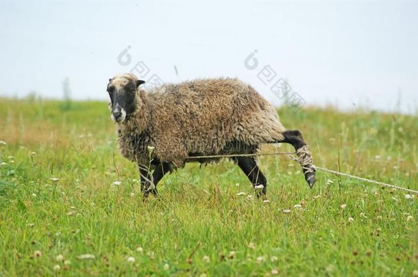 一羊放牧在指已提到的人牧草地