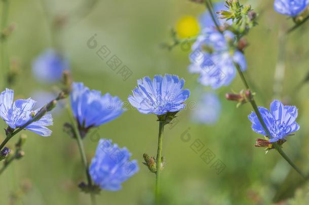 菊苣花菊苣属内特布斯关在上面