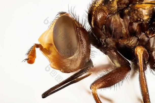 铁的蜜蜂-强夺者,西科斯铁锈色的,铁的蜜蜂抢先