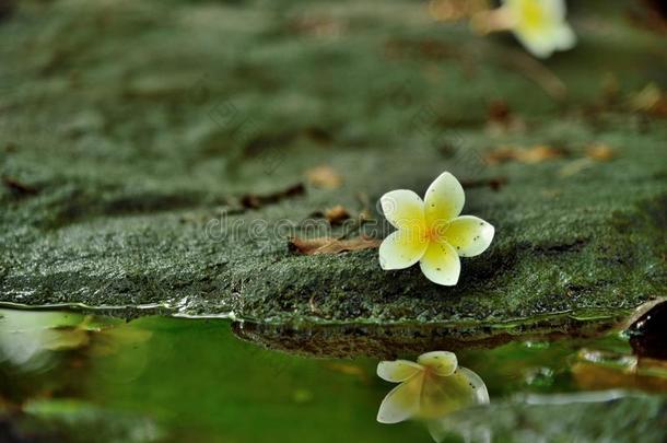 花,自然,岩石,水