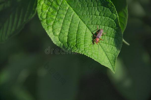 向绿色的叶子虫甲壳虫<strong>萤火</strong>虫向绿色的背景复制品休闲健身中心