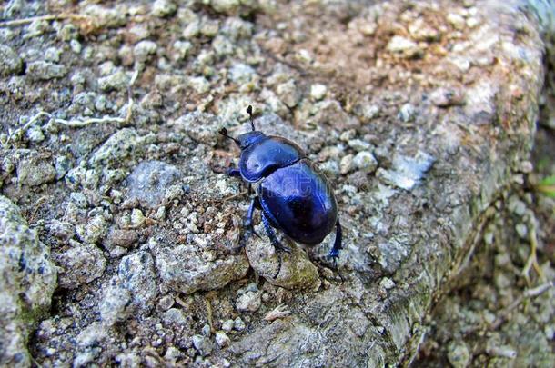 蓝色-紫色的昆虫向一岩石采用Hung一ry