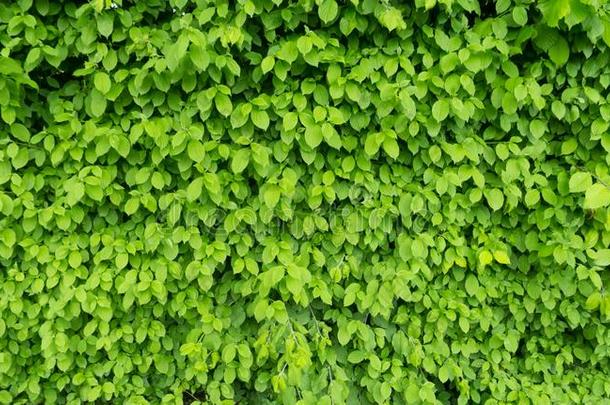 墙关于绿色的树叶向指已提到的人栅栏