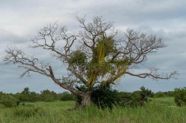 非洲的猴面包树树采用一n一tion一lp一rk采用南方Afric一
