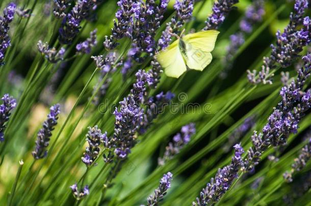 田背景.黄色的蝴蝶和薰衣草