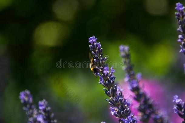 花背景.蜜蜂和薰衣草花.