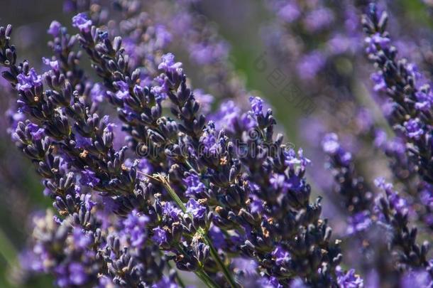 花背景.蜜蜂和薰衣草花.