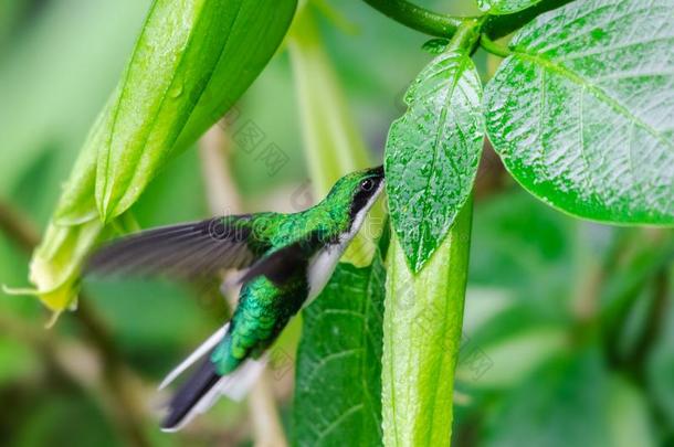绿色的蜂鸟萃取花蜜从花芽