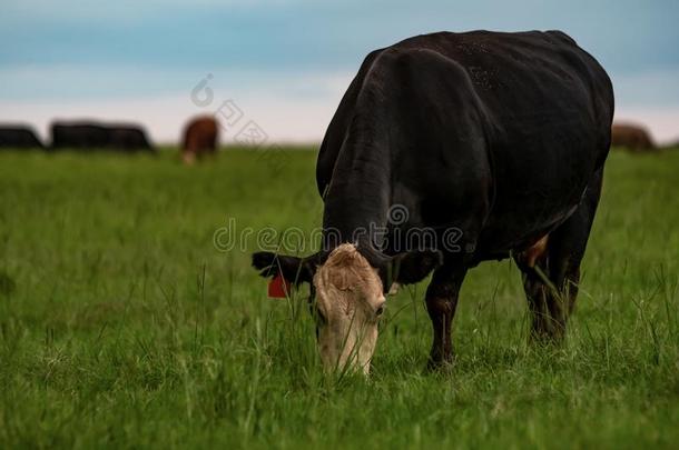 安格斯杂种的奶牛放牧葱翠的狗牙根