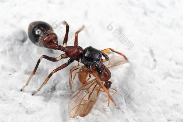 宏指令照片关于蚂蚁-巧于模仿的人用于跳跃的蜘蛛吃被捕食的动物向白色的floodlight泛光照明