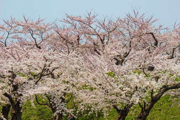 充分地-真空镀膜樱桃花在堡垒高丽高库,Hakod在e,曲棍球