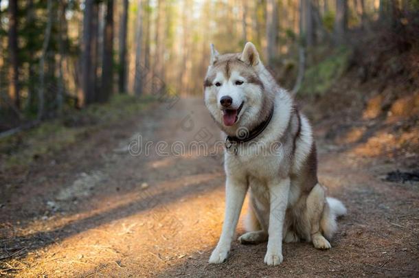 肖像关于<strong>严肃</strong>的狗产西伯利亚的嗓子哑的一次采用指已提到的人在前部的