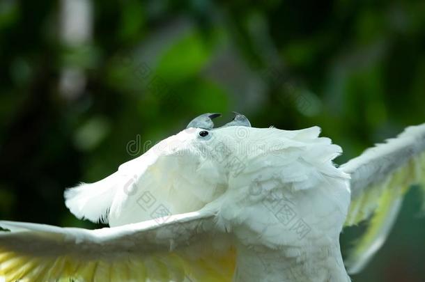 活生生的白色的美冠鹦鹉放置向一给看.