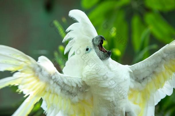 活生生的白色的美冠鹦鹉放置向一给看.