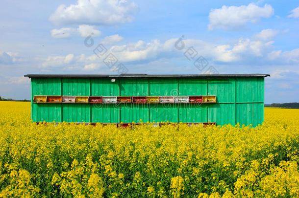 蜂窝采用树向指已提到的人田关于菜种