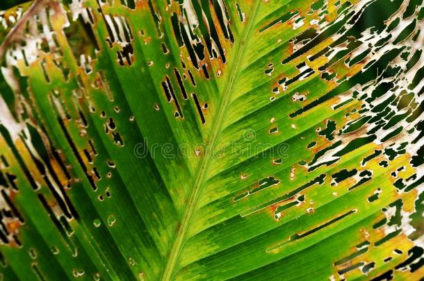 腐烂植物叶子