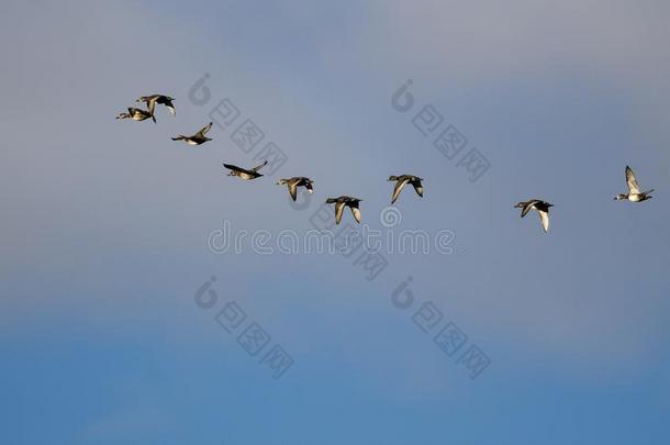 兽群关于戒指-收缩的鸭飞行的采用一多云的天