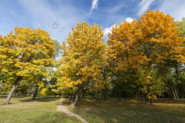 变黄或发黄枫树树采用秋