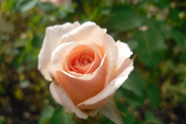 桃子玫瑰关在上面在<strong>女王伊丽莎白</strong>公园园,加拿大,总数