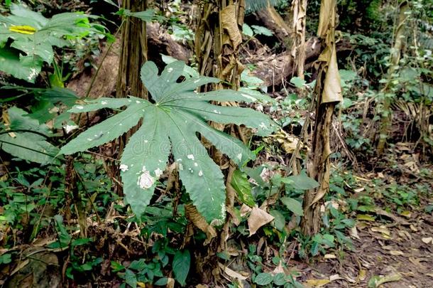 大的树叶采用指已提到的人森林