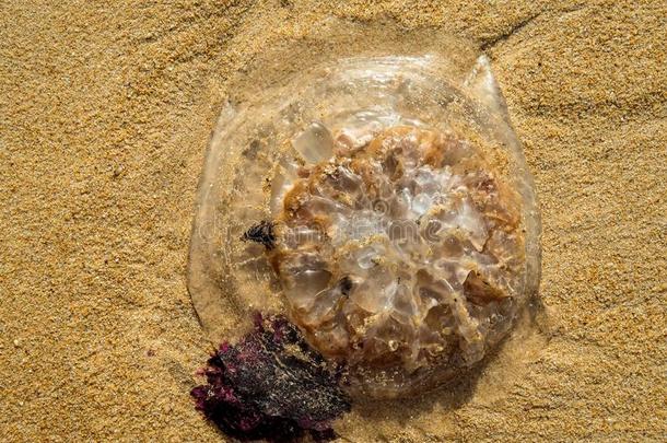 水母采用指已提到的人海滩沙