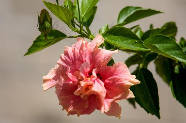 热带的花从BankLeumile-Israel以色列银行协会岛宏指令摄影
