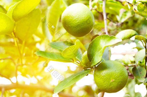 绿色的柠檬是（be的三单形式绞死向柠檬树在下面阳光采用夏是