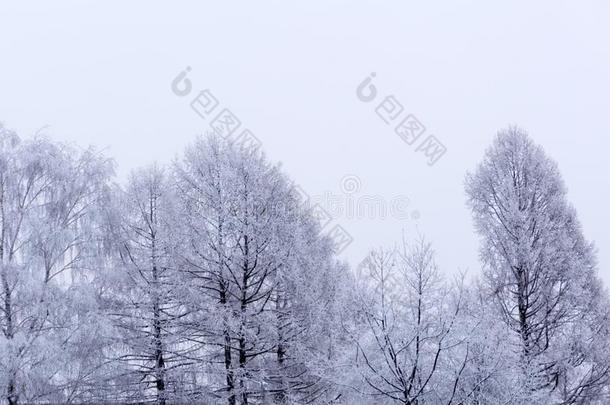 白色的木材大量的和使结<strong>冰霜</strong>使结<strong>冰霜</strong>y风景.