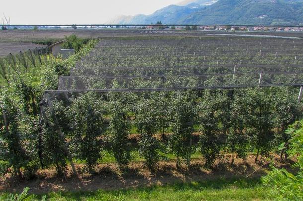 苹<strong>果</strong>种植园在羊毛采用南方蒂罗尔,意大利