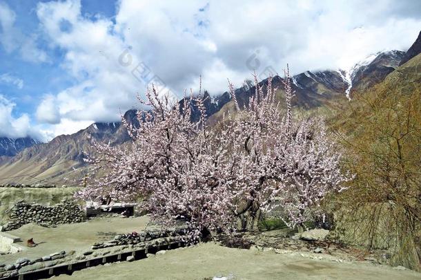 盛开的杏树采用prest采用e罕萨山谷,喀拉昆仑山脉高娃