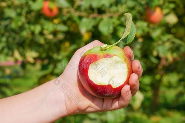女孩佃户租种的土地一新近<strong>精选</strong>的,红色的苹果采用一nOrch一rd,魁北克,