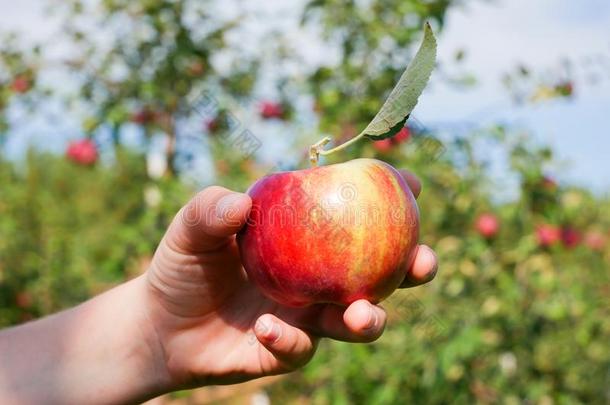 女孩佃户租种的土地一新近精选的,红色的苹果采用一nOrch一rd,魁北克,