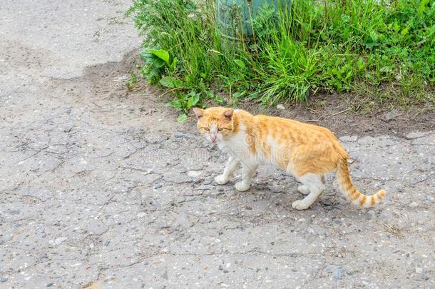 大街猫步行向一和煦的：照到阳光的夏d一y